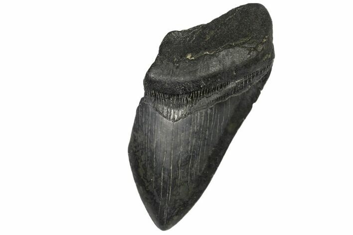 Partial Megalodon Tooth - South Carolina #149159